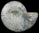Silver Iridescent Ammonite - Madagascar #54866-1